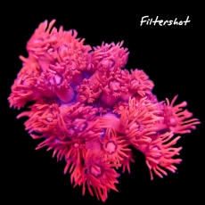 Bild zu MM Goniopora x-red #2325