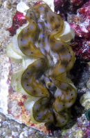 Bild zu MM Tridacna squamosa ca. 4-5 cm #1097