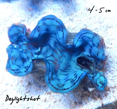 Bild zu MM Tridacna squamosa 4-5cm #1158