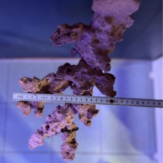 Bild zu Reef Art and Design – Floating Reef Rock Doppelmagnet (FRR2_001)