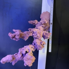 Bild zu Reef Art and Design – Floating Reef Rock Doppelmagnet (FRR2_001)