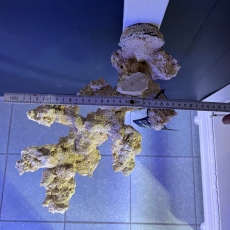 Bild zu Reef Art and Design – Floating Reef Rock double magnet (FRR2_002)