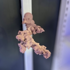 Bild zu Reef Art and Design – Floating Reef Rock Einzelmagnet (FRR1_001)