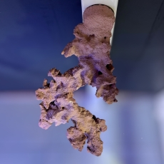 Bild zu Reef Art and Design – Floating Reef Rock Einzelmagnet (FRR1_001)