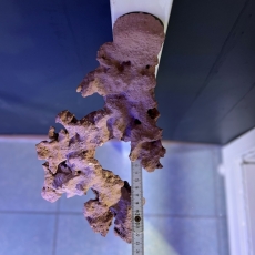 Bild zu Reef Art and Design – Floating Reef Rock Einzelmagnet (FRR1_001)