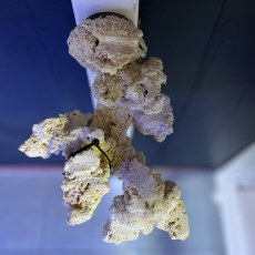 Bild zu Reef Art and Design – Floating Reef Rock Einzelmagnet (FRR1_003)