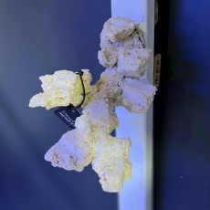 Bild zu Reef Art and Design – Floating Reef Rock Einzelmagnet (FRR1_003)
