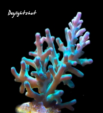 Bild zu MM Acropora echinata 