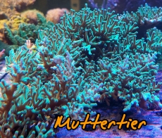 Bild zu MM Acropora echinata 