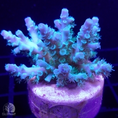 Bild zu SciReef Acropora kenti 