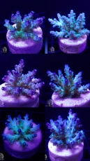 Bild zu SciReef Acropora kenti 