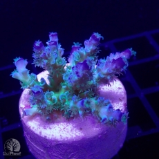 Bild zu SciReef Acropora kenti 