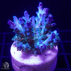 Bild zu SciReef Acropora kenti 