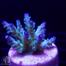 Bild zu SciReef Acropora kenti 