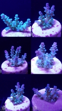 Bild zu SciReef Acropora kenti 