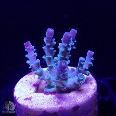 Bild zu SciReef Acropora kenti 