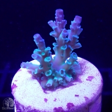Bild zu SciReef Acropora kenti 