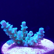 Bild zu SciReef Acropora kenti 