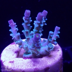 Bild zu SciReef Acropora kenti 