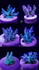 Bild zu SciReef Acropora kenti 