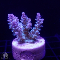 Bild zu SciReef Acropora kenti 