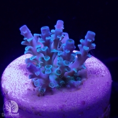 Bild zu SciReef Acropora kenti 