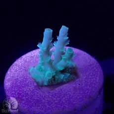 Bild zu SciReef Acropora kenti 