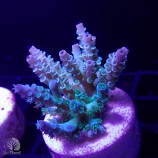 Bild zu SciReef Acropora kenti 