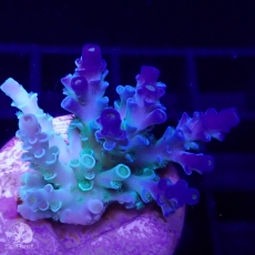 Bild zu SciReef Acropora kenti 