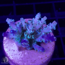 Bild zu SciReef Acropora kenti 