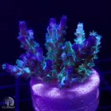 Bild zu SciReef Acropora kenti 