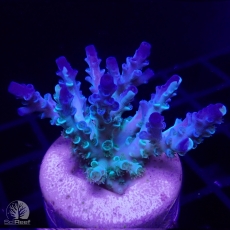 Bild zu SciReef Acropora kenti 