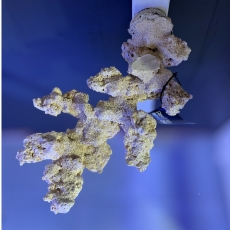 Bild zu Reef Art and Design – Floating Reef Rock Doppelmagnet (FRR2_003) linksausrichtung (Beispielbild)