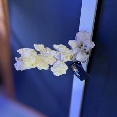 Bild zu Reef Art and Design – Floating Reef Rock Doppelmagnet (FRR2_003) linksausrichtung (Beispielbild)