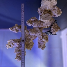 Bild zu Reef Art and Design – Floating Reef Rock Doppelmagnet (FRR2_003) linksausrichtung (Beispielbild)