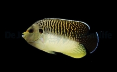 Bild zu Apolemichthys kingi