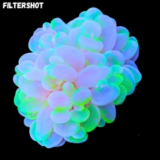 Bild zu MM Plerogyra sinuosa sprinkled #2210 (Originalfoto)