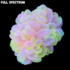 Bild zu MM Plerogyra sinuosa sprinkled #2210 (Originalfoto)