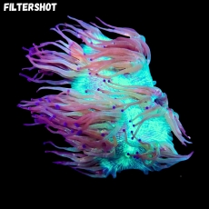 Bild zu MM Catalaphyllia jardinei #2391 (Originalfoto)