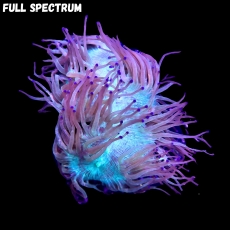 Bild zu MM Catalaphyllia jardinei #2391 (Originalfoto)