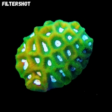 Bild zu MM Goniastrea sp. #2272 (Originalfoto)