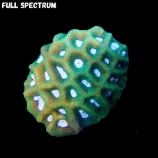 Bild zu MM Goniastrea sp. #2272 (Originalfoto)