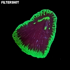 Bild zu MM Fungia sp. NZ 