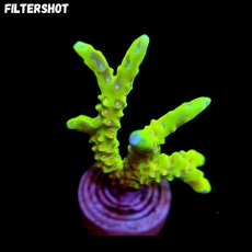 Bild zu MM Anacropora forbesi 