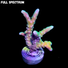 Bild zu MM Anacropora forbesi 