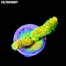 Bild zu MM Acropora millepora 