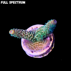 Bild zu MM Acropora millepora 