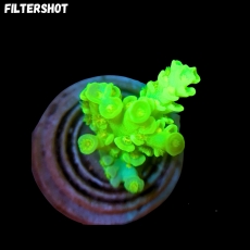 Bild zu MM Acropora bifaria (ehemals tenuis) x-green #2138 (Originalfoto)