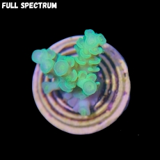 Bild zu MM Acropora bifaria (ehemals tenuis) x-green #2138 (Originalfoto)