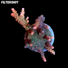 Bild zu MM Acropora millepora 